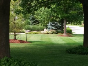 view of newly cut lawn in Kitchener between two tall trees