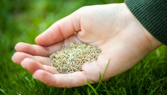Grass seed for overseeding held in hand over green lawn